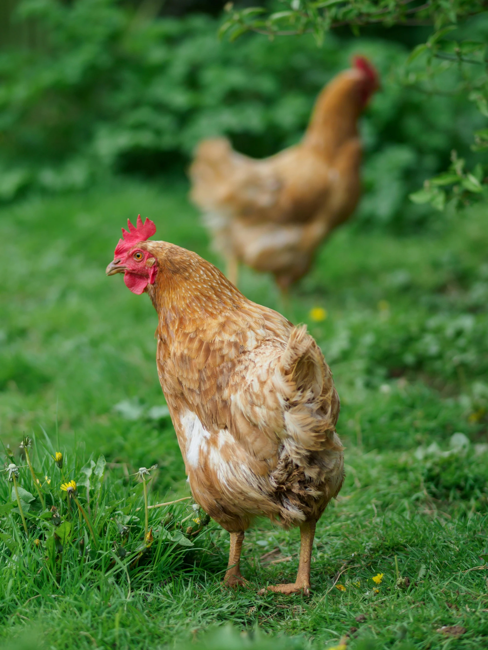 a couple of chickens standing on top of a green field