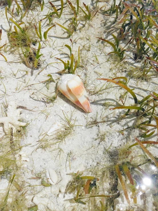 some sea grass and shells on the sand