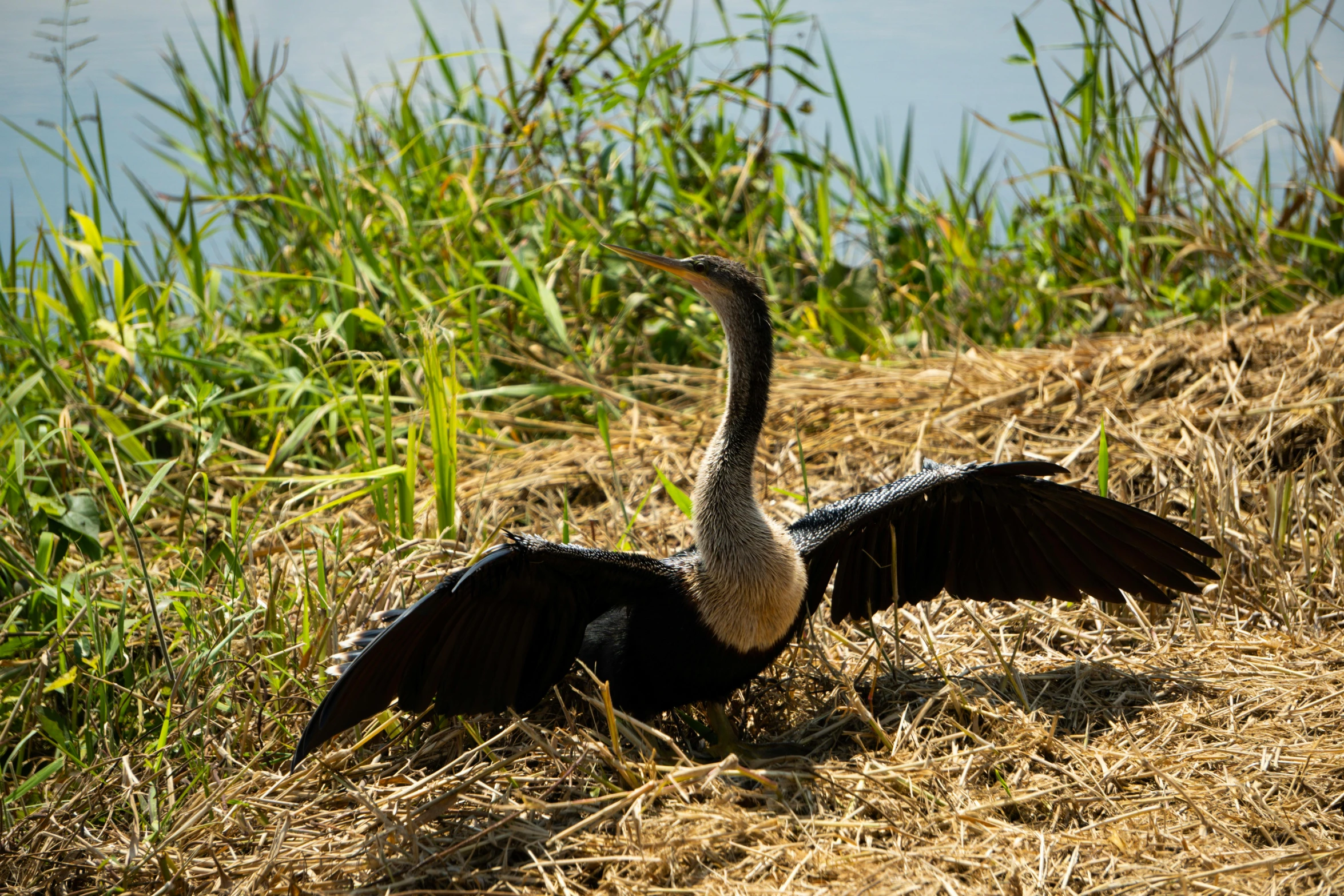 an odd bird spreading its wings on the side of a hill