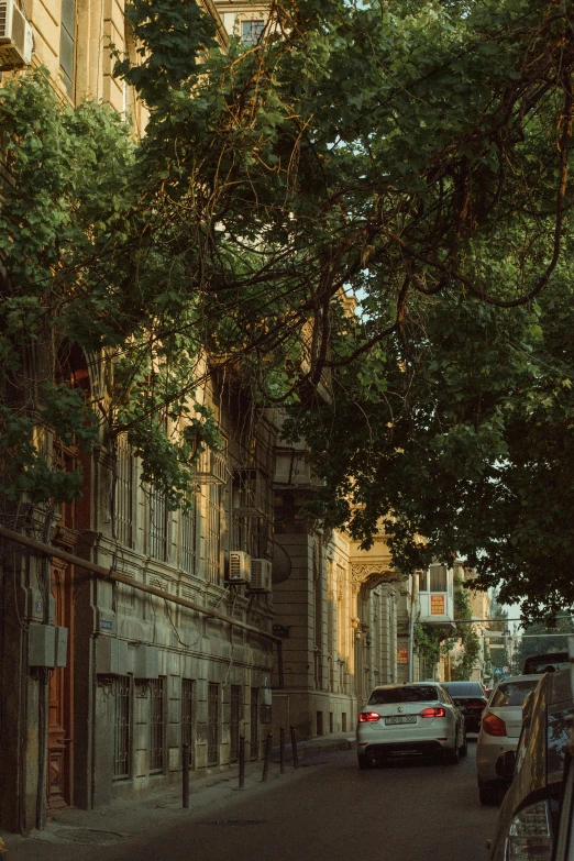 an image of a city street setting under a tree