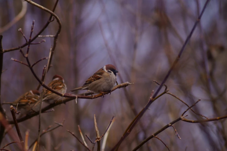 three birds are perched on small nches in the woods