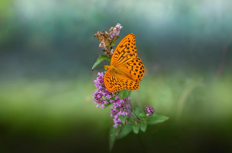 two erflies sit on the flowers in front of green background