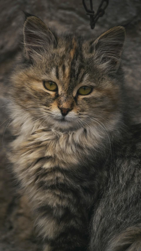 a cat with orange eyes looks directly at the camera