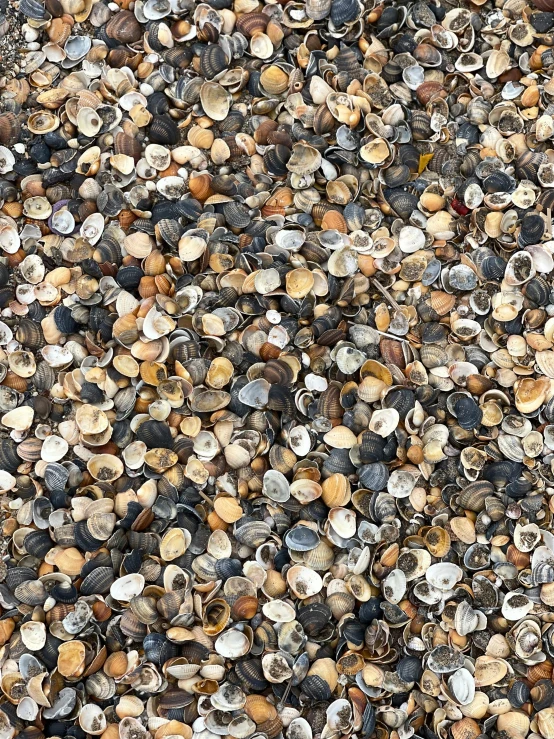 a close up s of a pile of shells