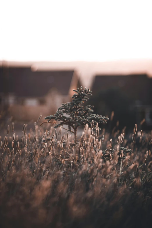 a small tree that is standing out in the middle of the grass