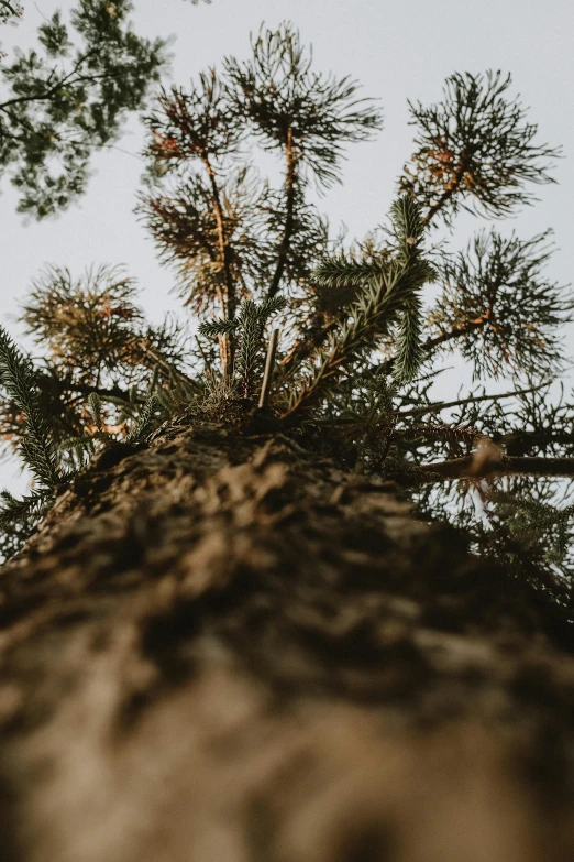 a pine tree is shown from below with a blue sky in the background