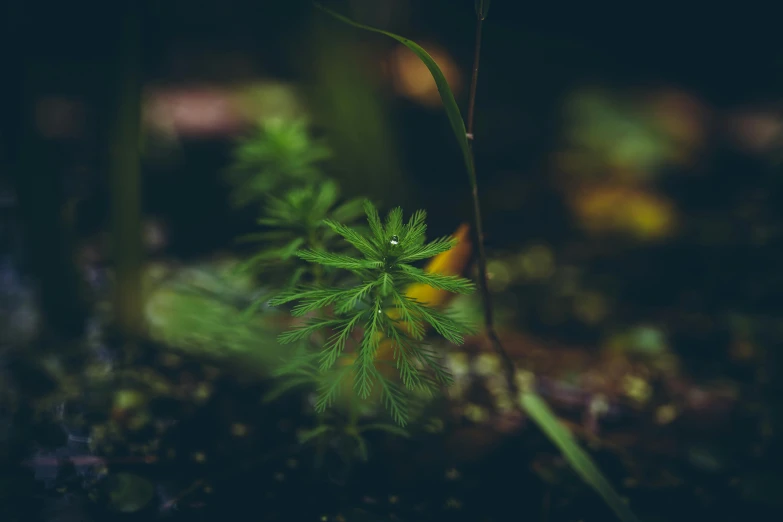 a small plant with little spiky leaves on the ground