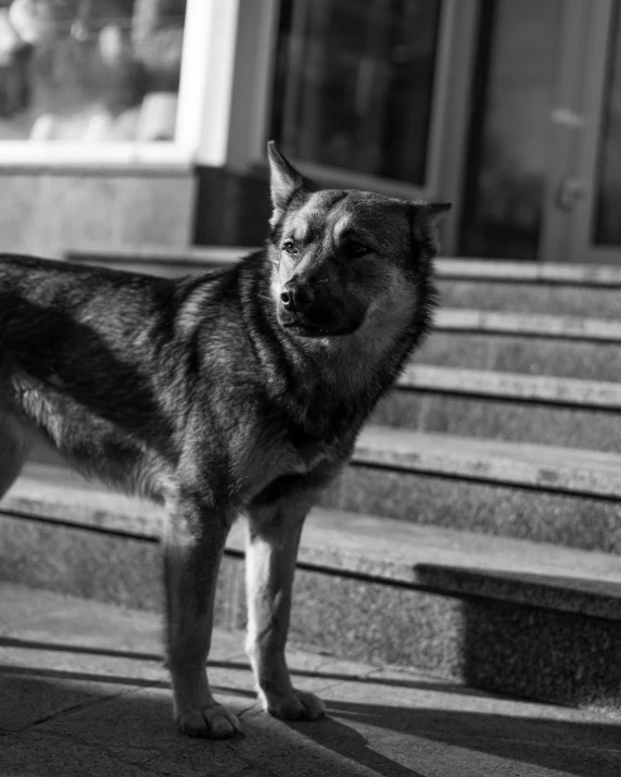 a dog stands outside a building with the sun shining down on it