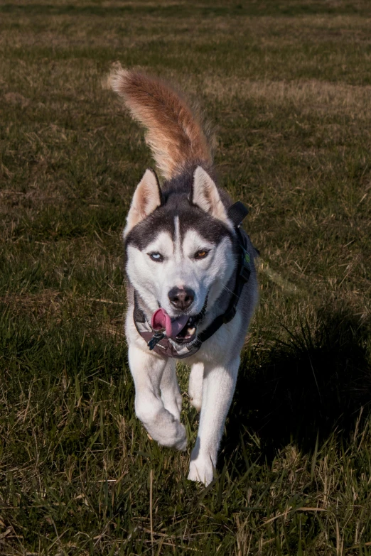 a dog runs in the grass carrying soing