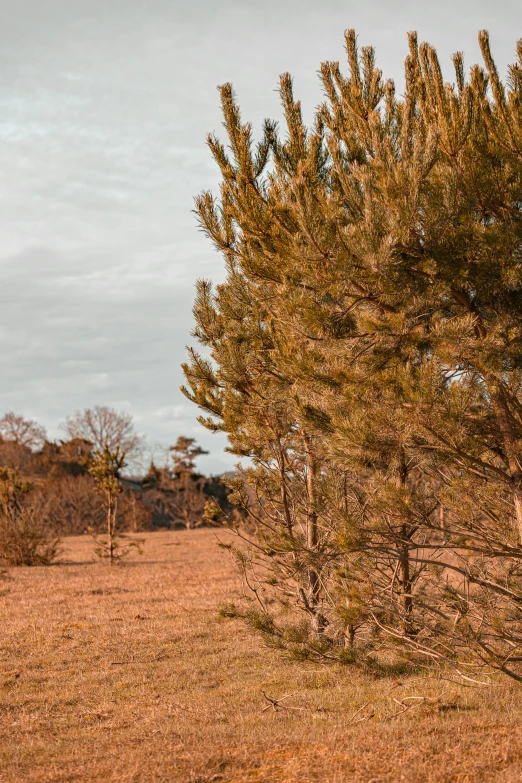 two zes standing in a field next to trees