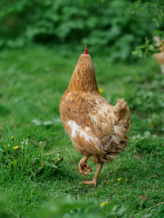 a brown chicken walking across a lush green field