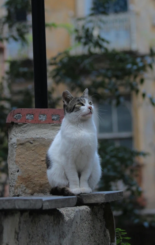 a white and black cat is sitting on the ledge of a cement wall