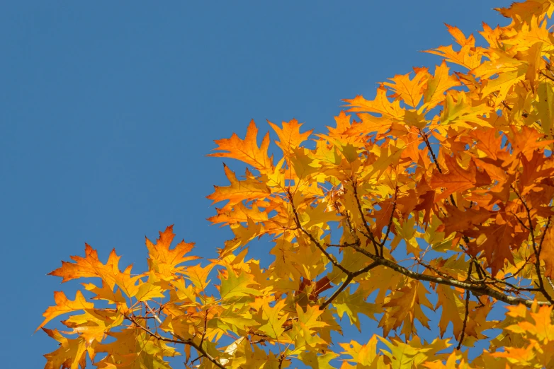 autumn foliage against a blue sky