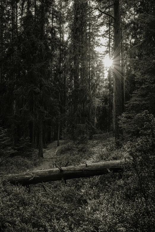 some dark woods are full of tall trees and the sun is peaking through the trees