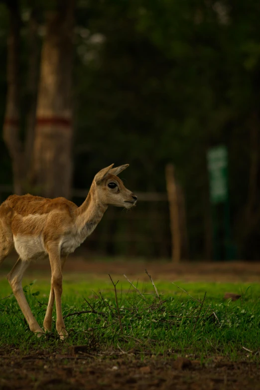 a baby antelope is walking around in the dirt