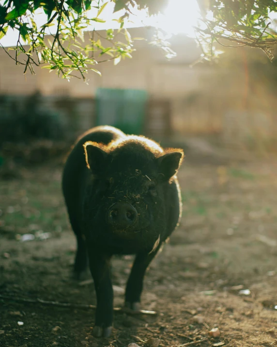 a young boar walks along the grass in a barn