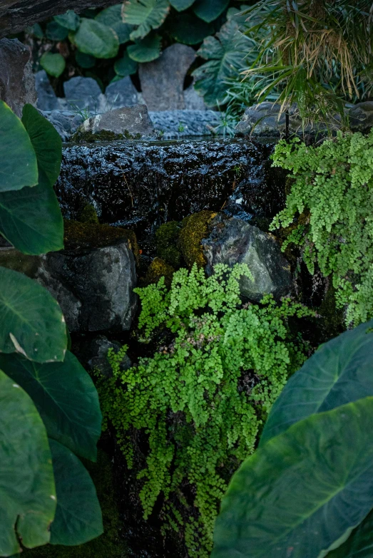 an image of a forest scene with waterfall