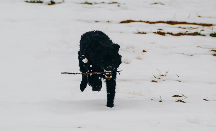 a black dog with a stick in its mouth