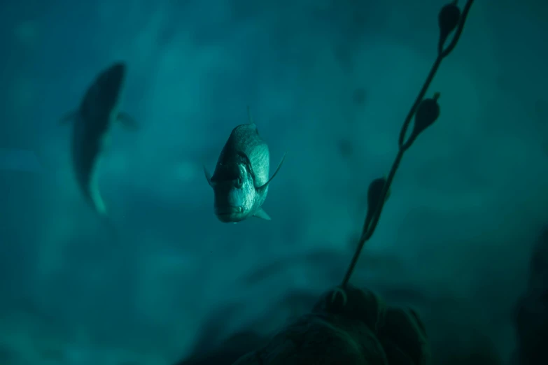 a group of fish swimming over the top of a large body of water