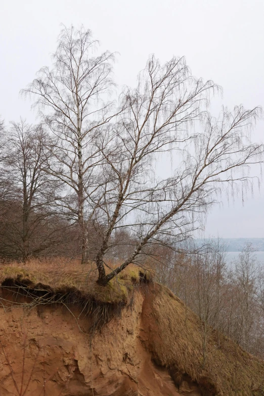 a tree growing on a large cliff with the water behind it