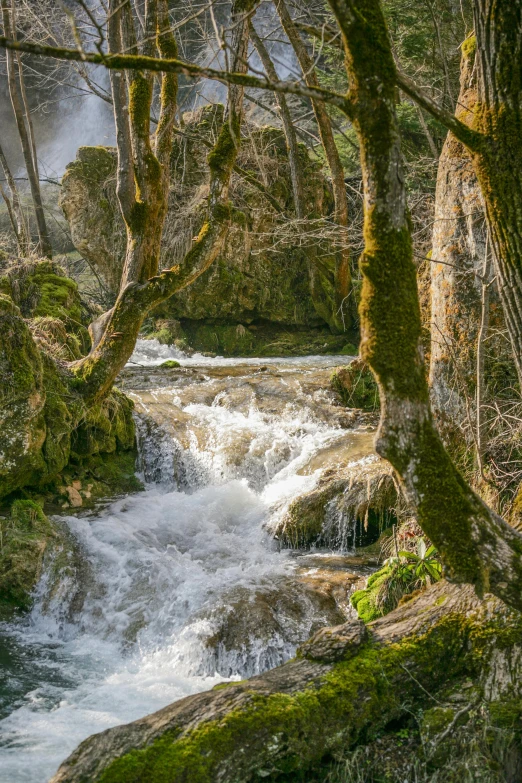 a creek running through the forest next to trees