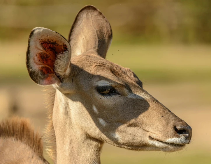 a close up s of a deer's head in a field