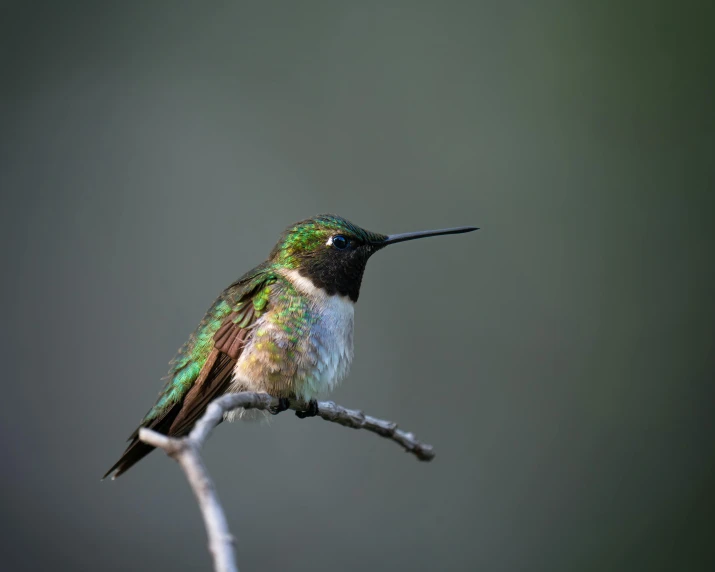 a bird with colorful feathers sits on a twig