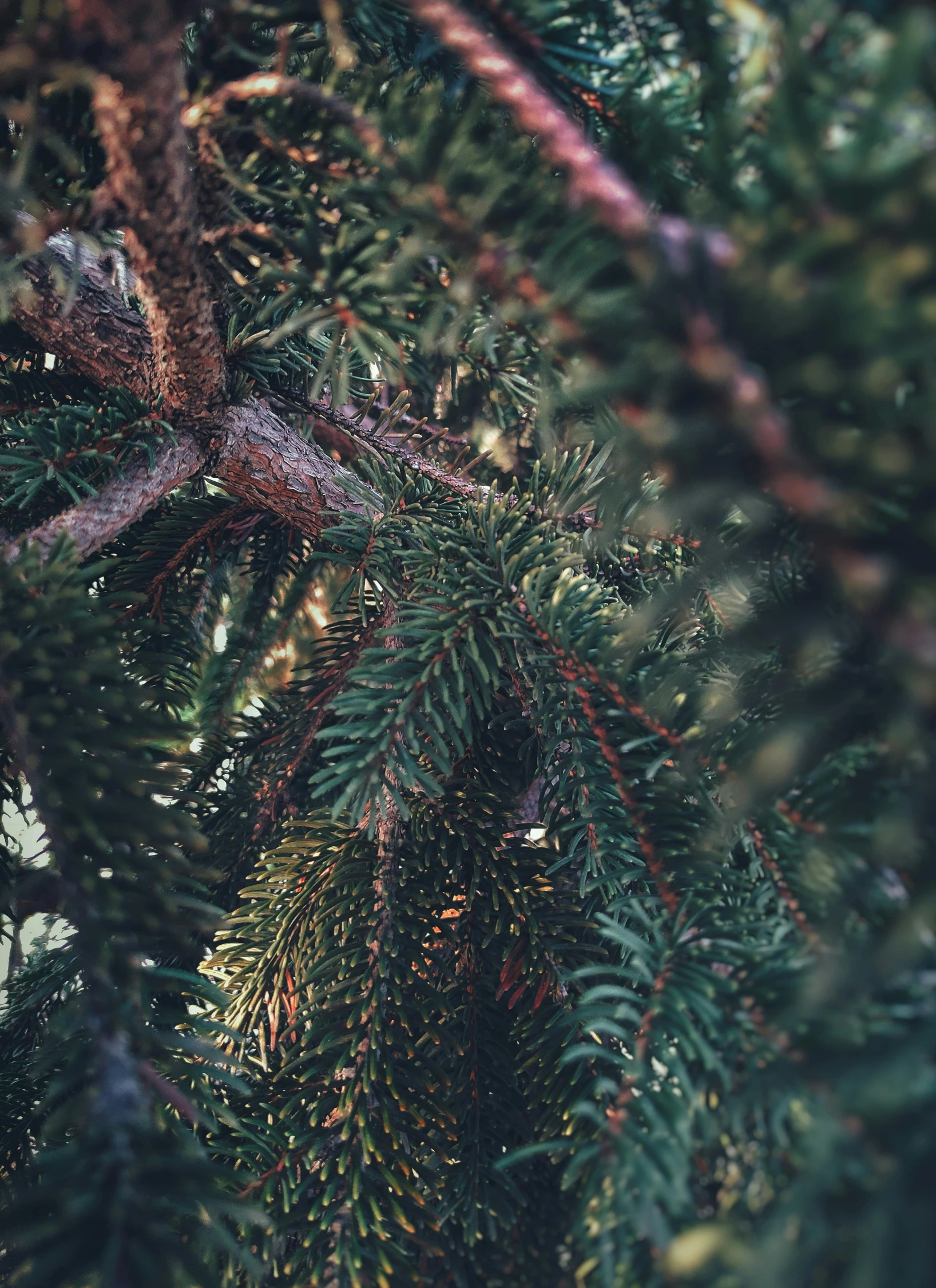 the needles of evergreen trees in an outside area