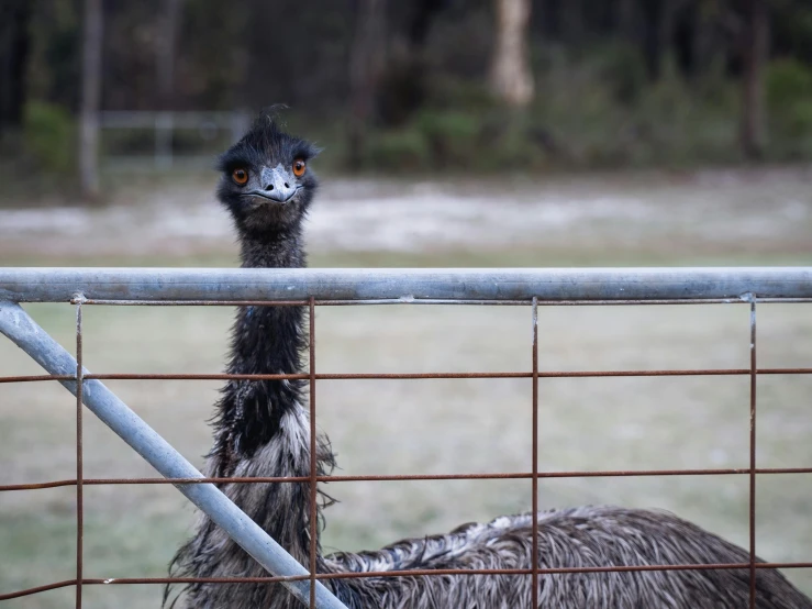 an ostrich staring at someone behind a fence