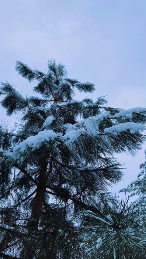 a lone bird sits on a tree in the snow