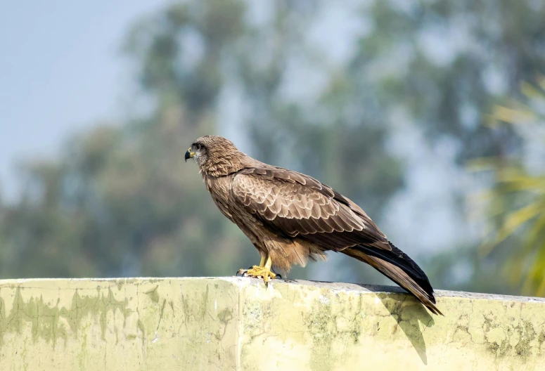 a bird standing on a cement ledge and looking at the ground