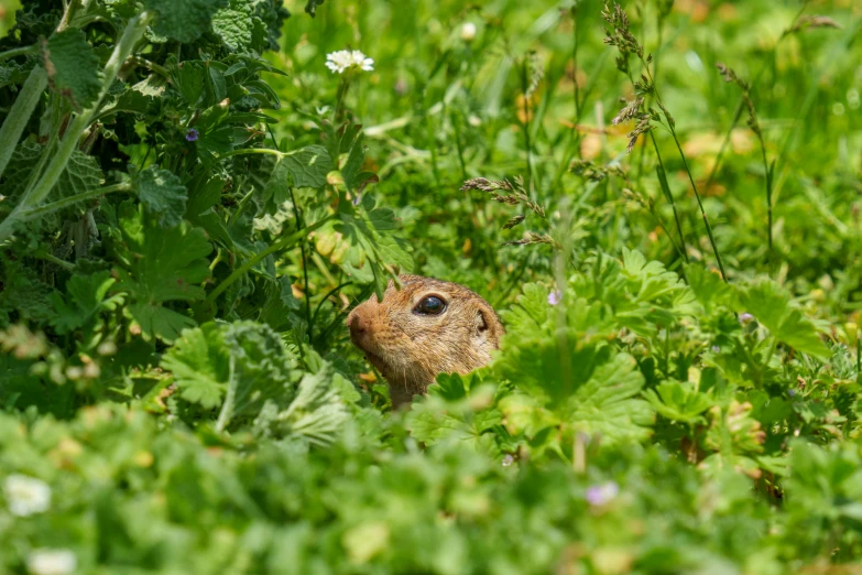 a brown rabbit hiding in a group of plants