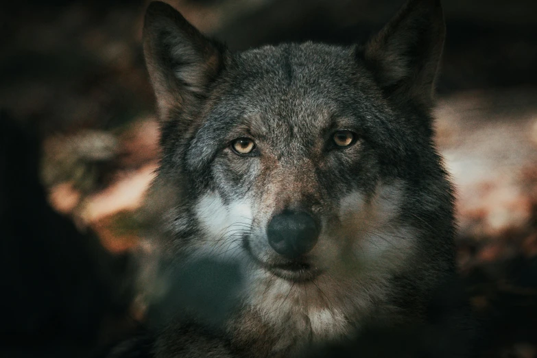 an image of wolf's face in a blurry scene