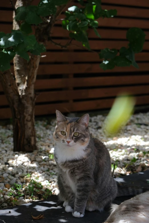 a gray and white cat sitting on top of rock next to a tree