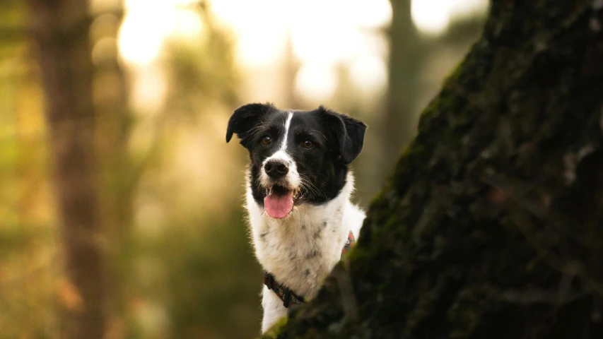 a white and black dog standing on a tree
