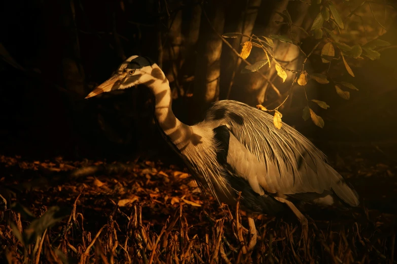 a large bird sits in the grass next to a tree