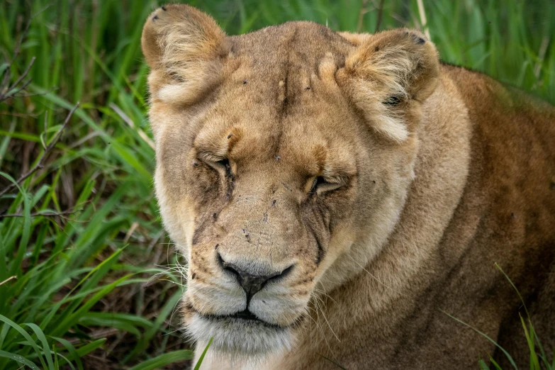 a lion sitting on top of grass in a field