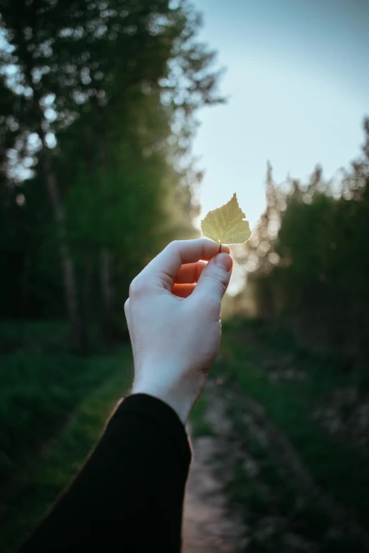 someone holding a leaf in their hand, near the ground