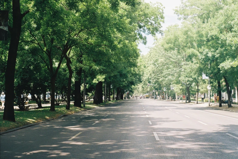 a deserted road between many trees lining both sides