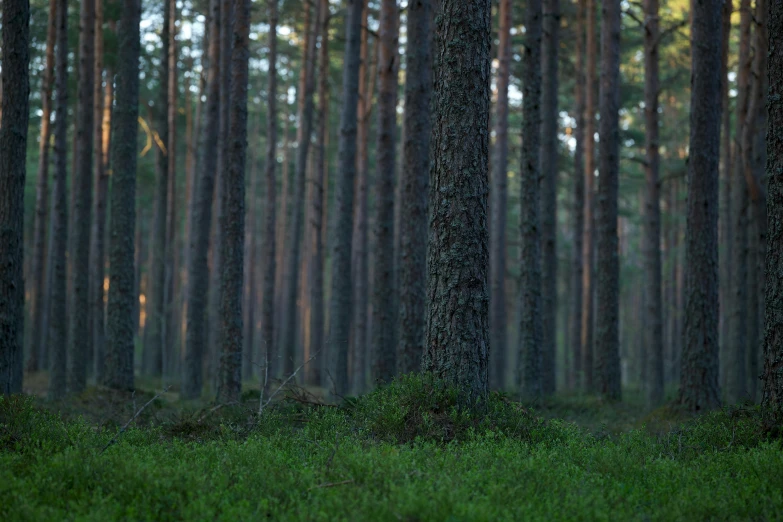 a forest with grass and tall trees