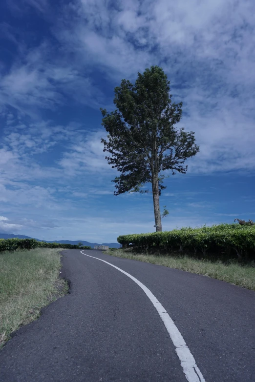 the view down a road that is lined with a tree