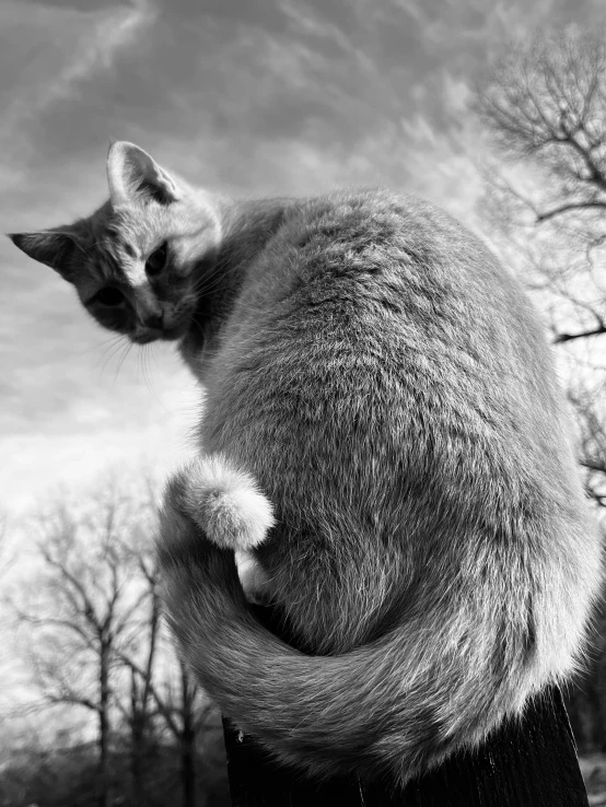 a cat is sitting in a persons arm