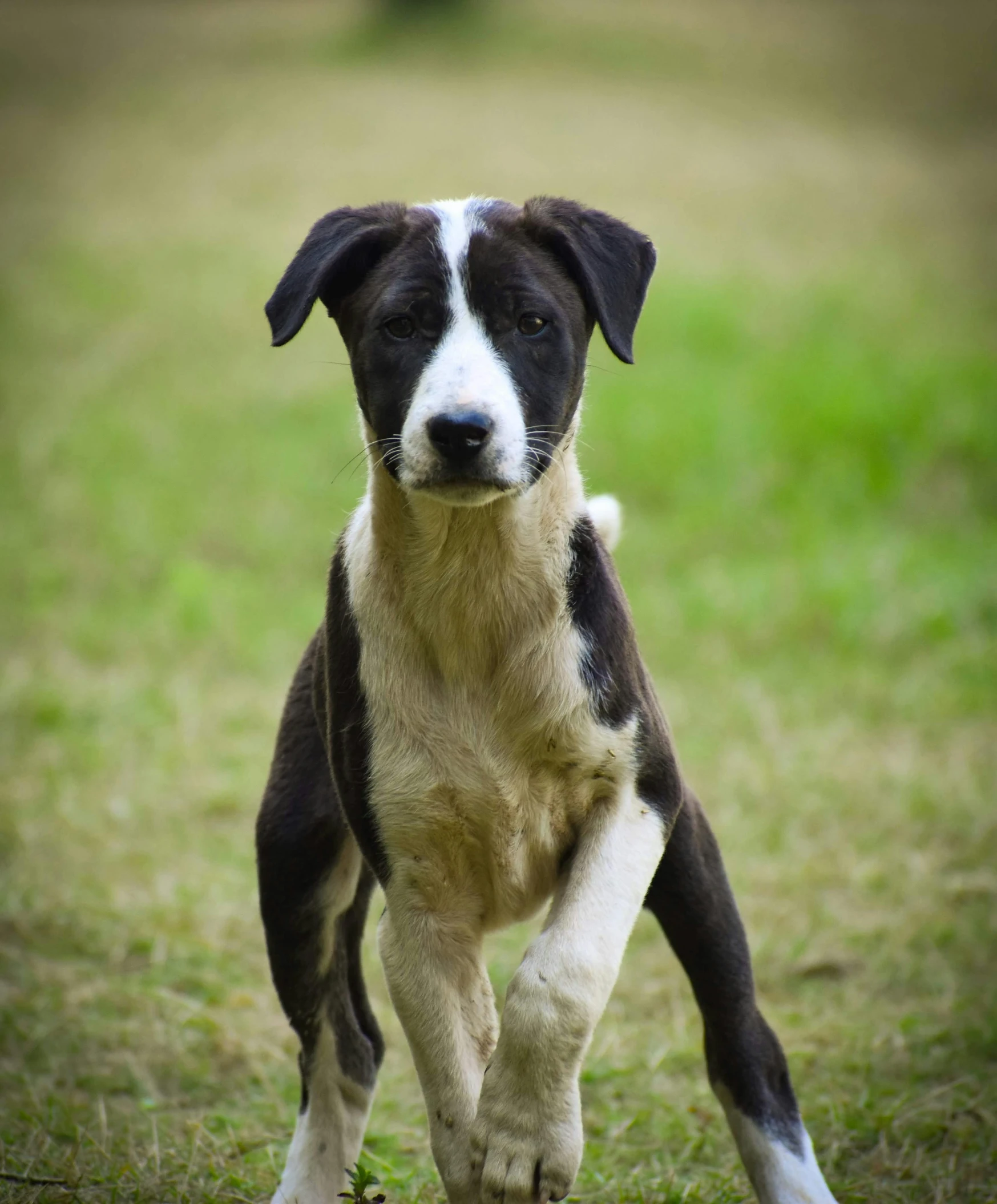 a black and white dog running across grass