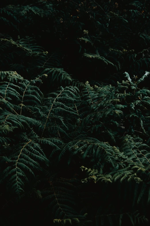 a black background with plants and leaves