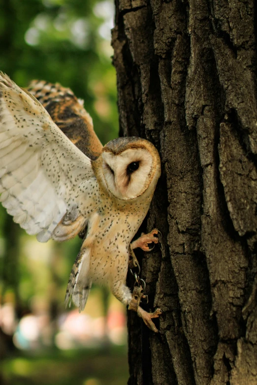 the owl is standing on its hind legs and has outstretched wings to grab up it's prey from a tree