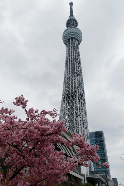 a pink tree is in bloom near the eiffel tower