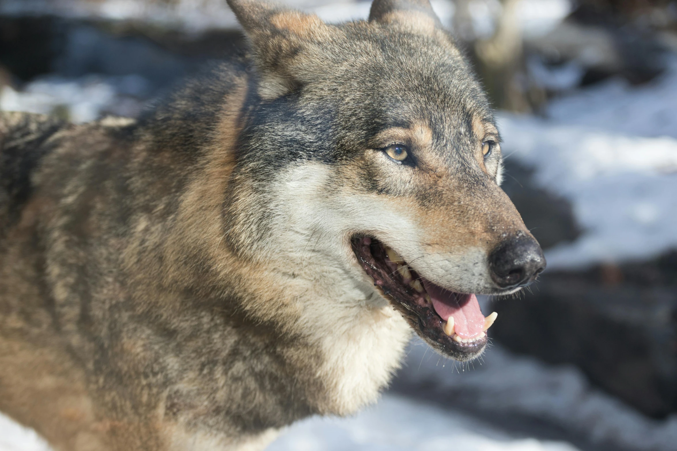 a gray wolf is snarling and looking at soing