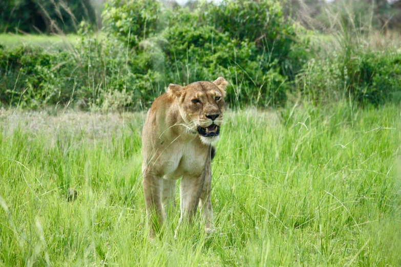 a lion standing in the middle of tall grass