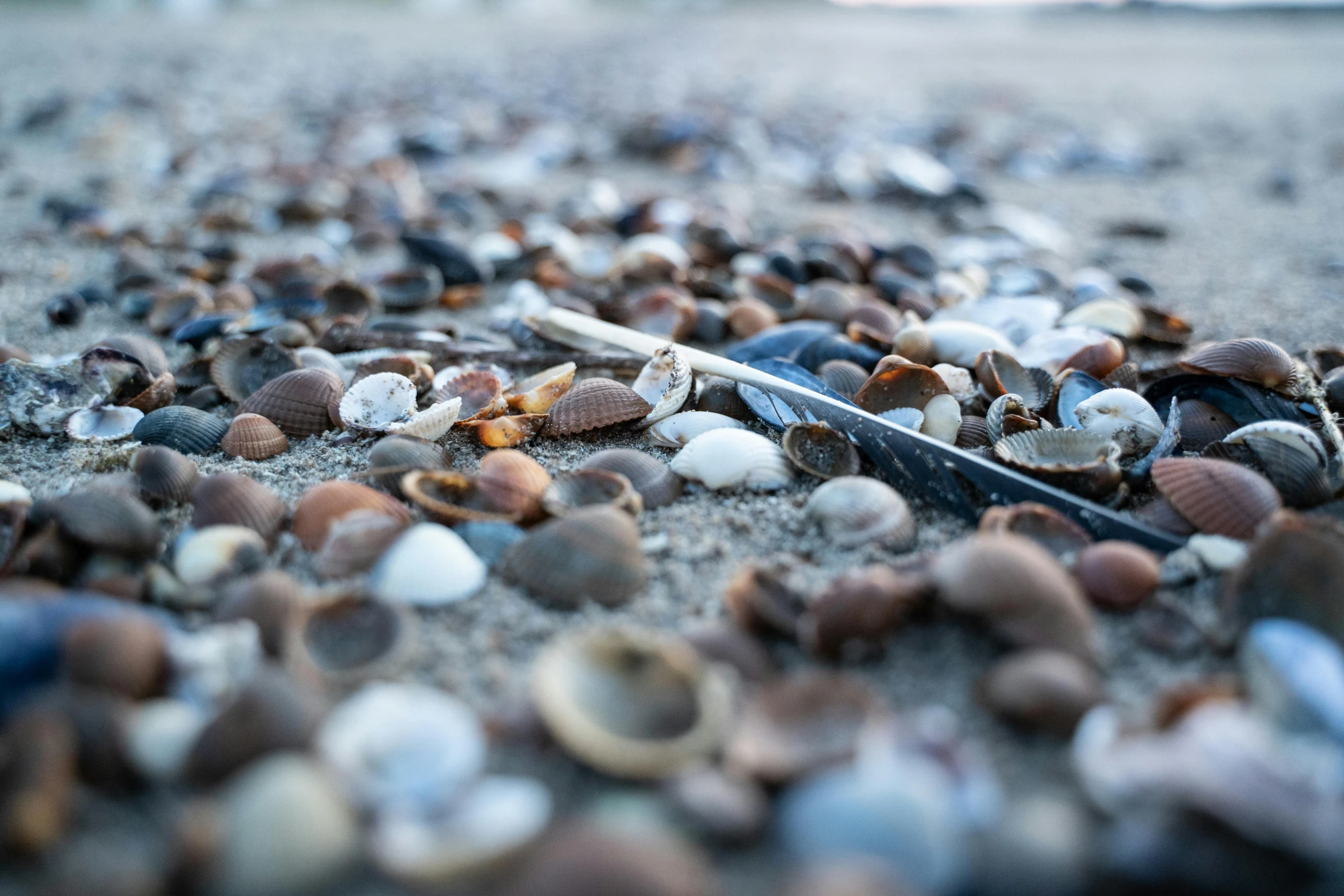 several shells lying on top of the sand