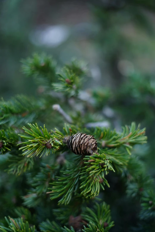 a pine cone is nestled on a evergreen